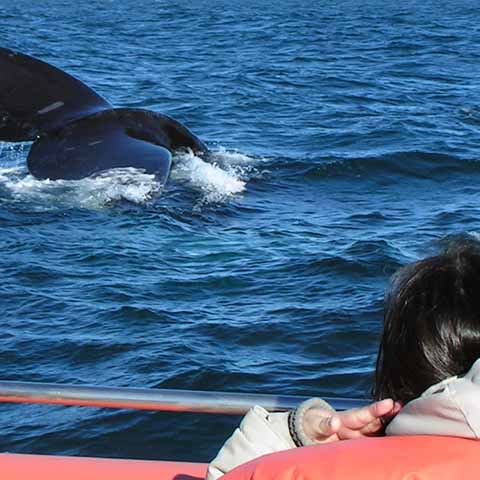 Foto walvissen Peninsula Valdes