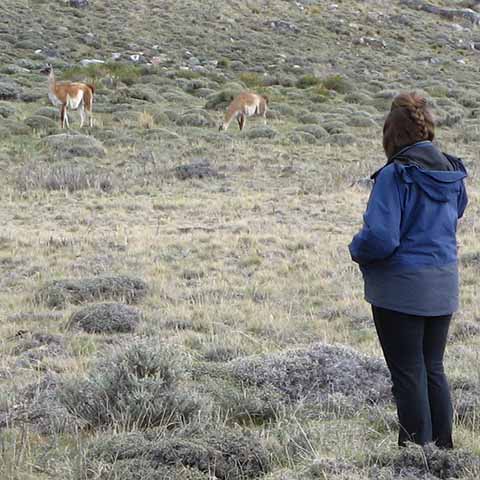 Foto guanacos Patagonië
