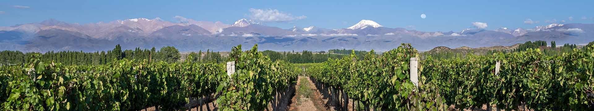 Argentijnse wijnen uit Mendoza