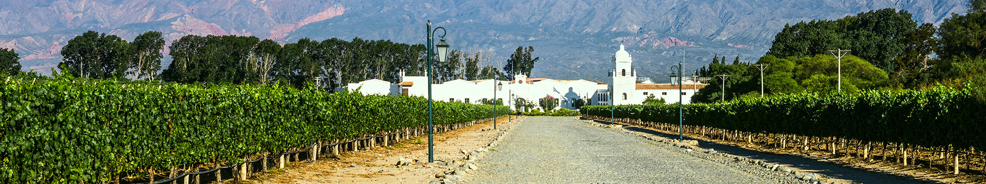 De druivenranken van met name de Torrontes wijn uit Cafayate