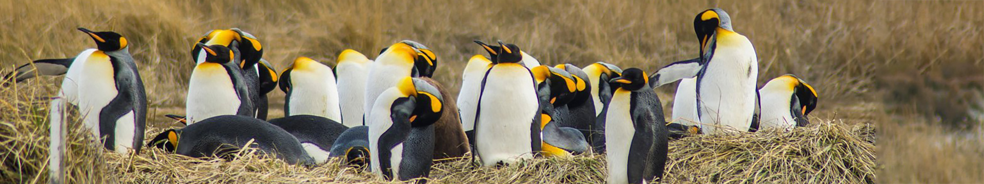 Bezoek de kolonie koningspinguins!