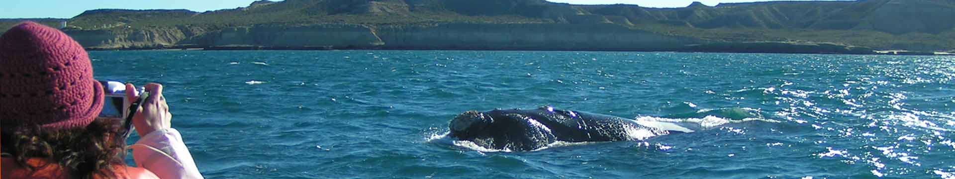 Walvis excursie Peninsula Valdés