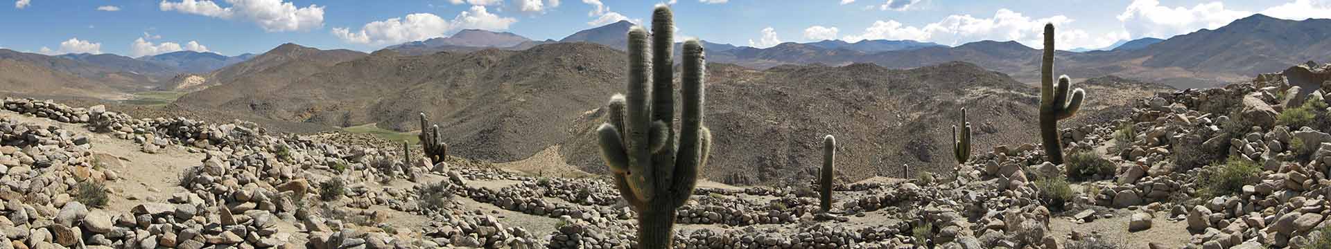 Vele cactussen bij het Nationale Park Los Cardones