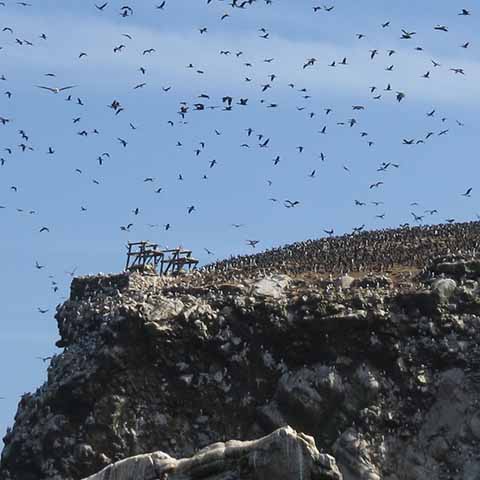 Foto vogels Ballestas eilanden