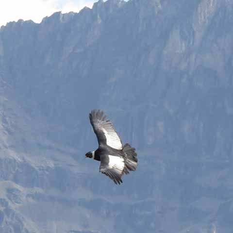 Foto condor Peru