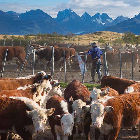 Foto Estancia Patagonië