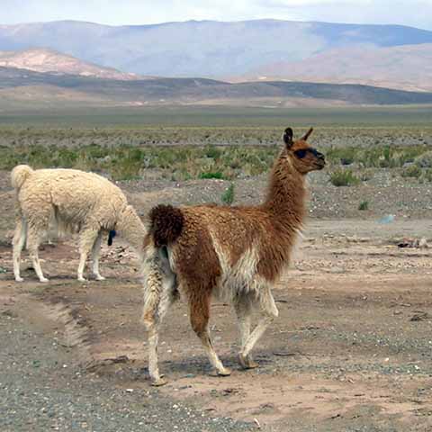 Foto Lamas in Argentinië