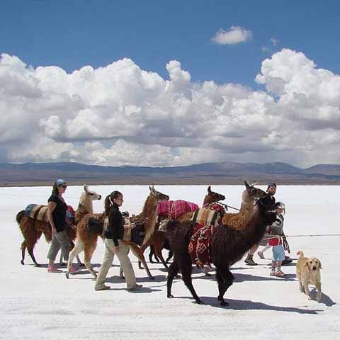 Foto Caravana de llamas