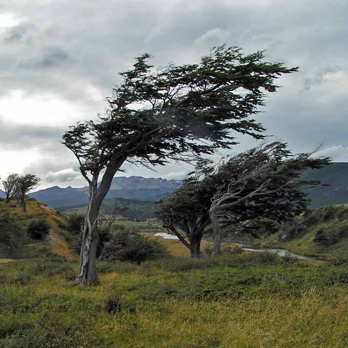 Door de harde wind uit dezelfde richting groeien bomen op een heel aparte manier Foto flora Vuurland