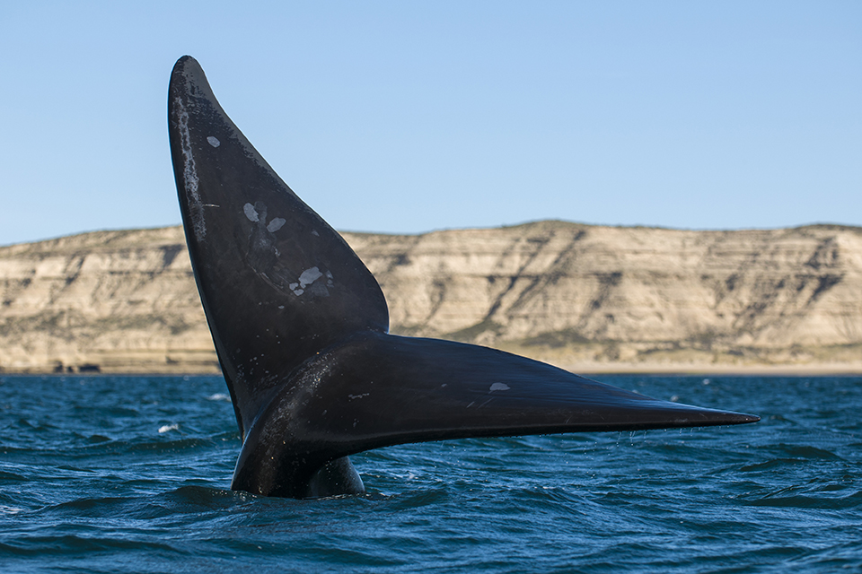 Walvis bij de Peninsula Valdes