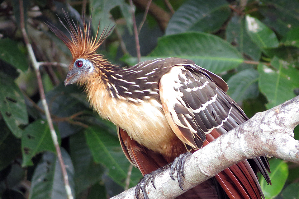 Foto hoatzin in Peru